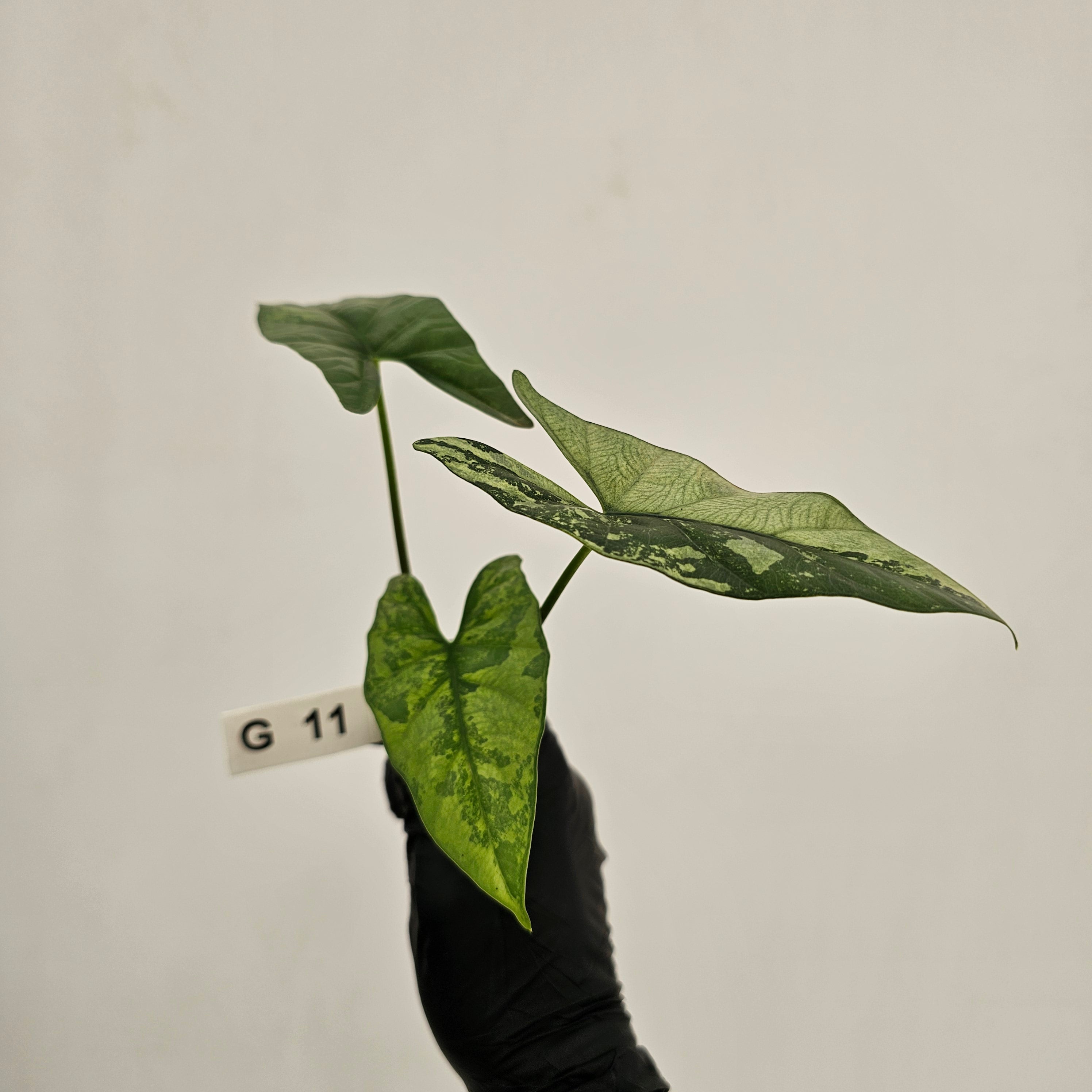 Alocasia 'Simpo'  Variegata- Bare Bottom Baby - SALE