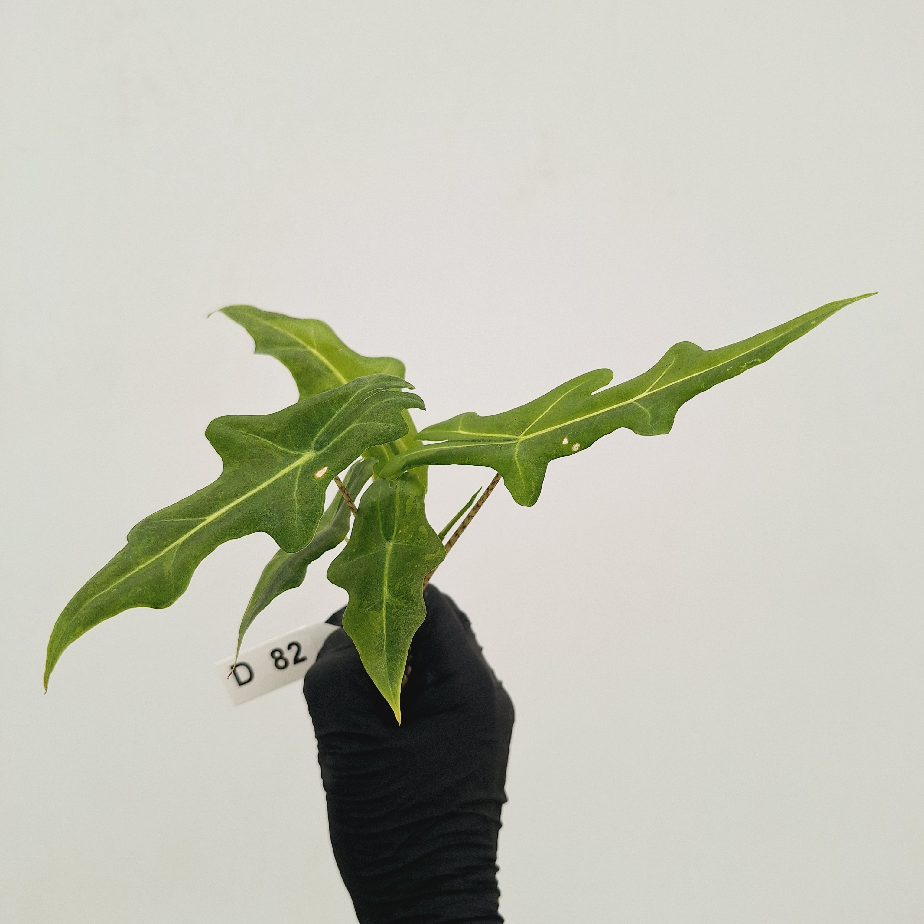 Alocasia portei Malaysian Monster Variegata - Bare Bottom Baby