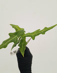 Alocasia portei Malaysian Monster Variegata - Bare Bottom Baby
