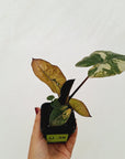 Alocasia macrorrhizos 'plumbea Variegata'