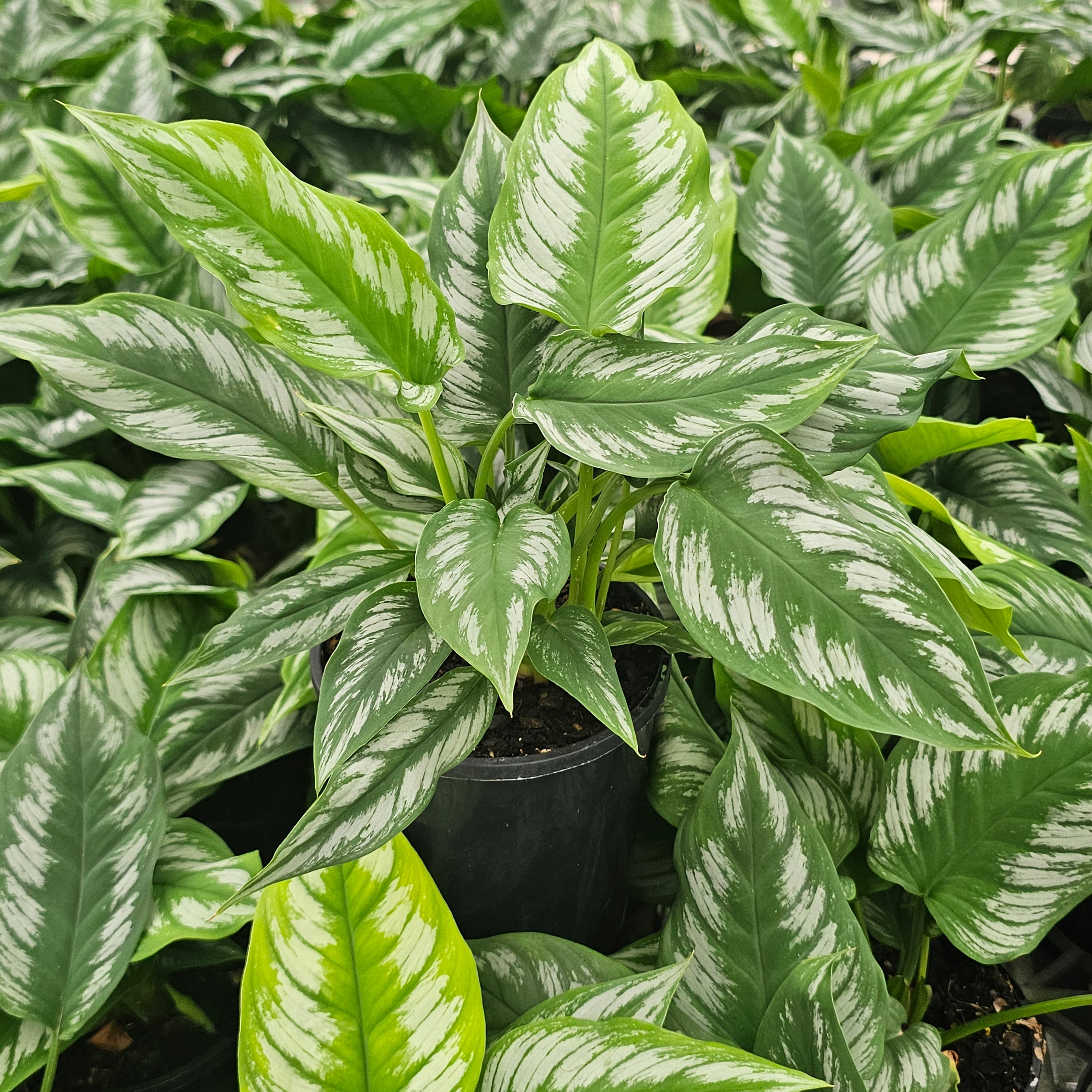 Homalomena sp Riau Sumatera – Enliven Plants
