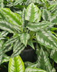 Homalomena sp Riau Sumatera