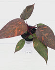 Philodendron 'Orange Princess' - FLASH SALE