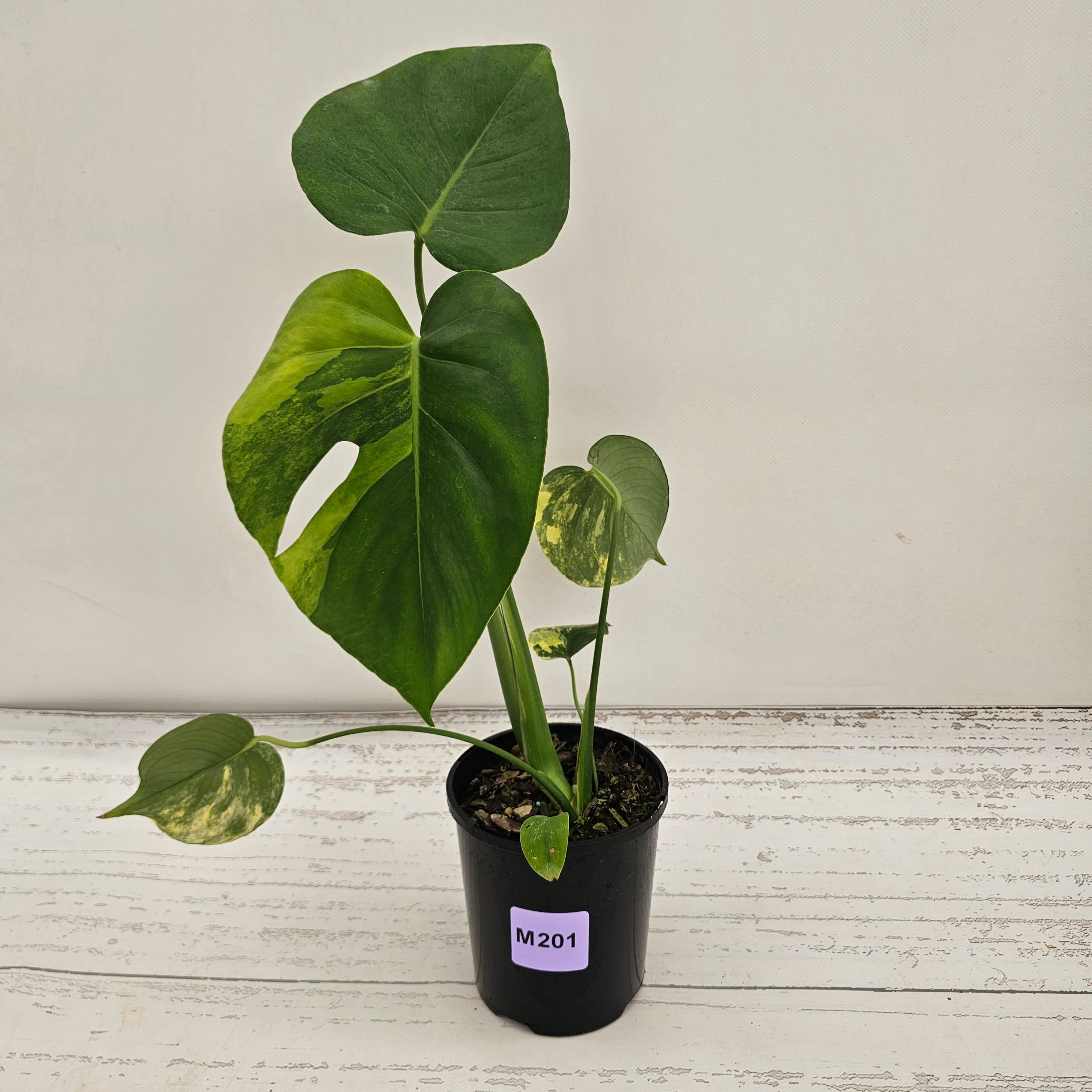 Monstera deliciosa Variegata