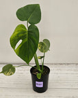 Monstera deliciosa Variegata