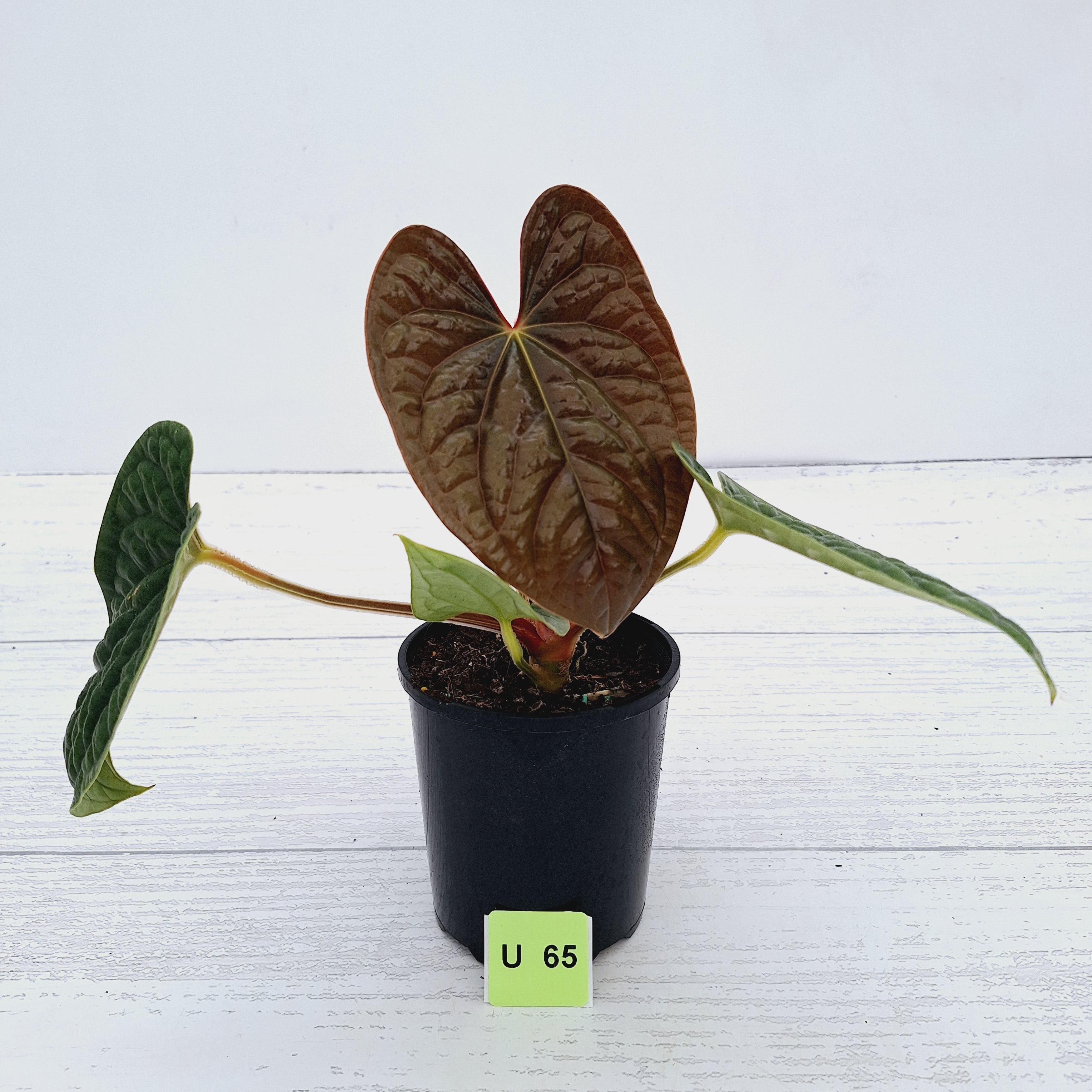 Anthurium Luxurians