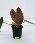 Anthurium Luxurians
