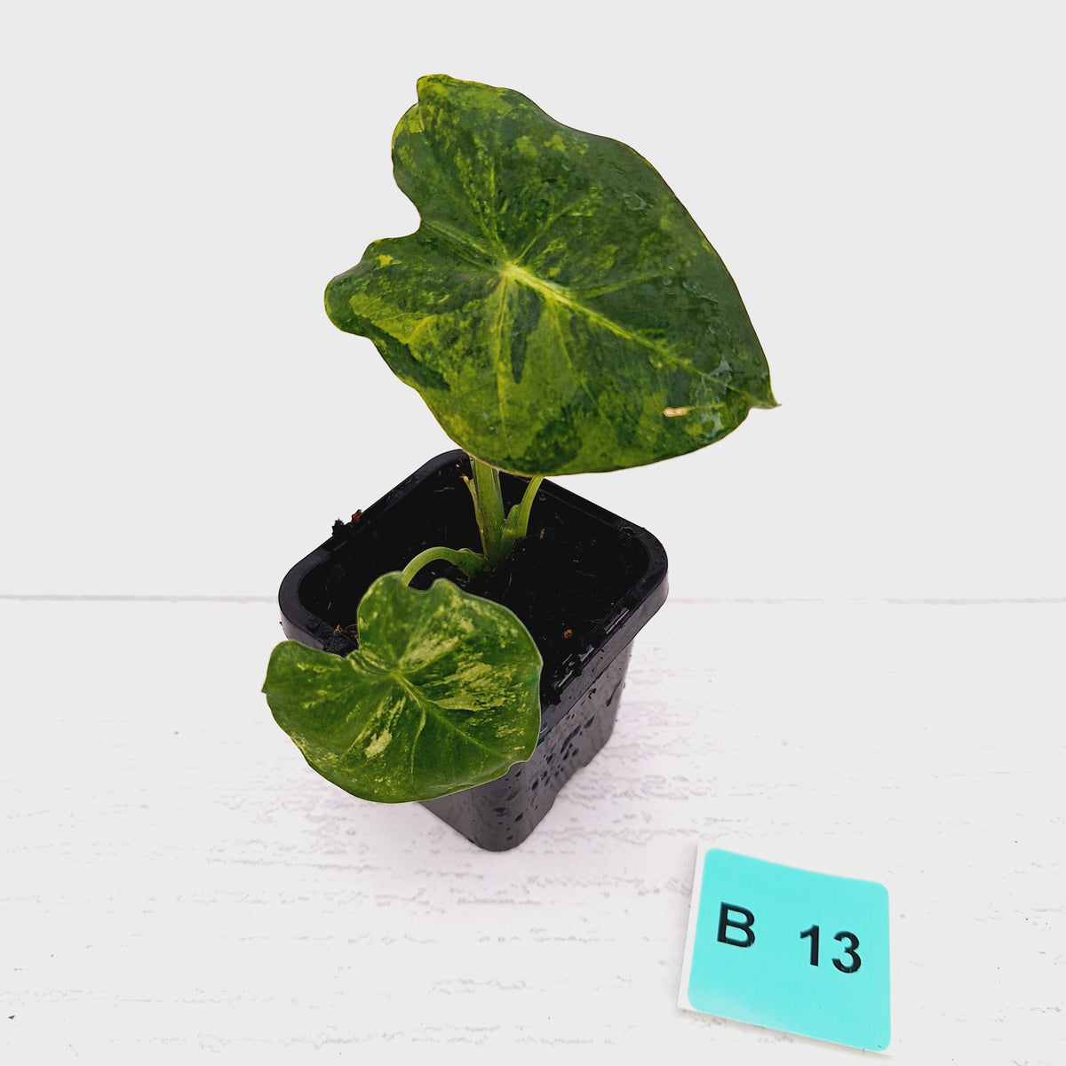 Alocasia Meclizine Aurea Variegata - sale