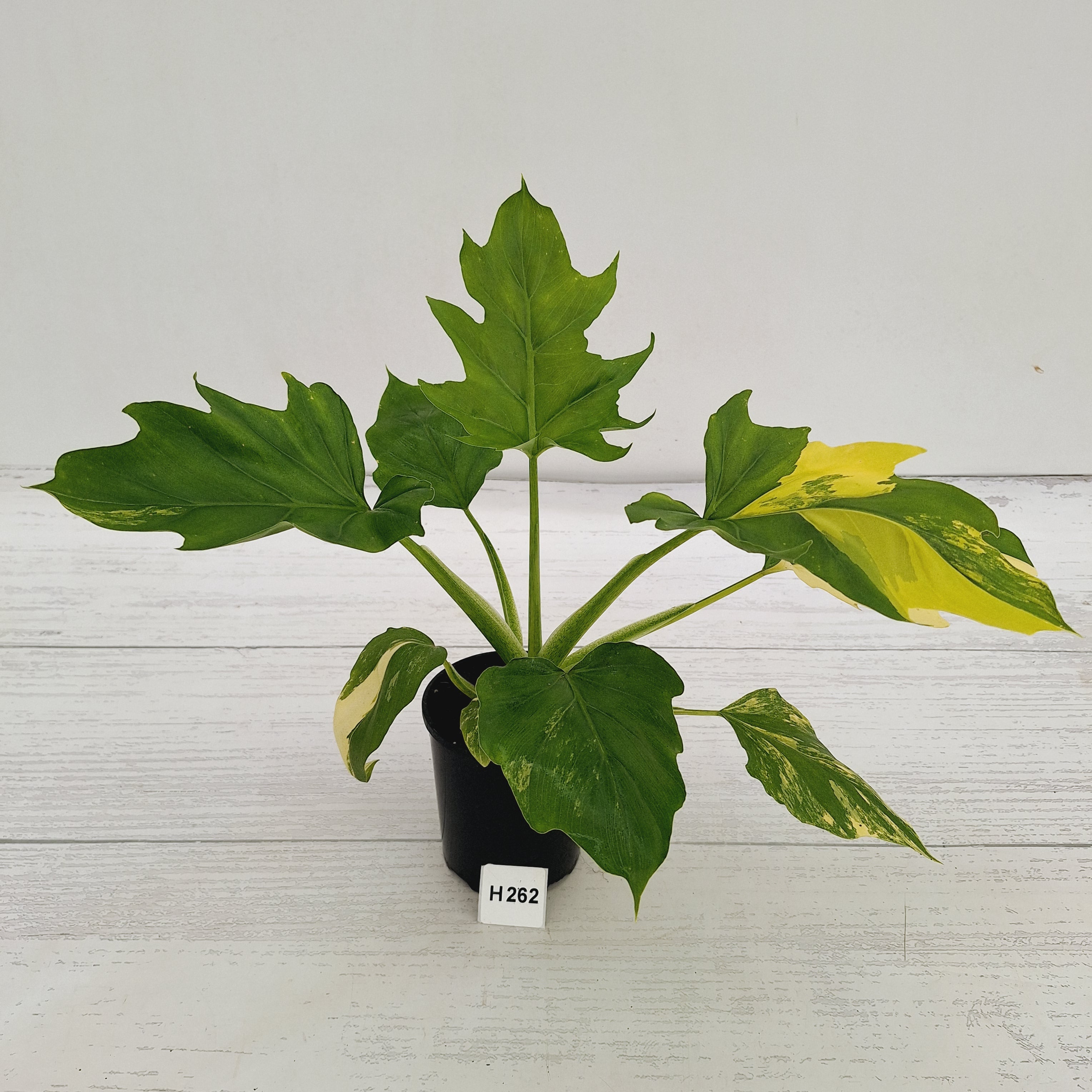 Philodendron warscewiczii Gold Variegata