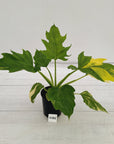 Philodendron warscewiczii Gold Variegata