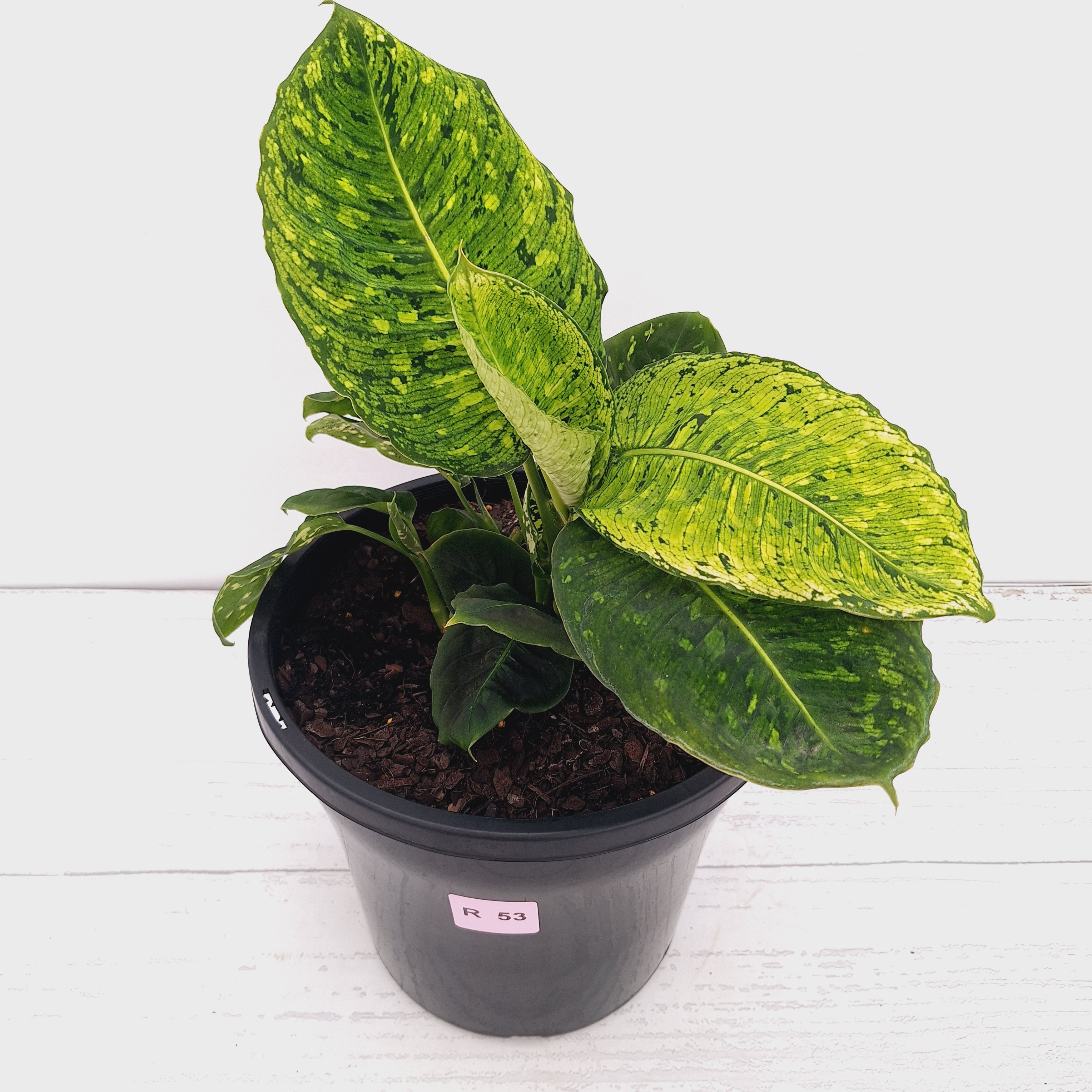 Dieffenbachia maculata 'Reflector' Variegata