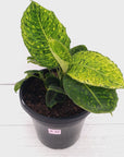 Dieffenbachia maculata 'Reflector' Variegata
