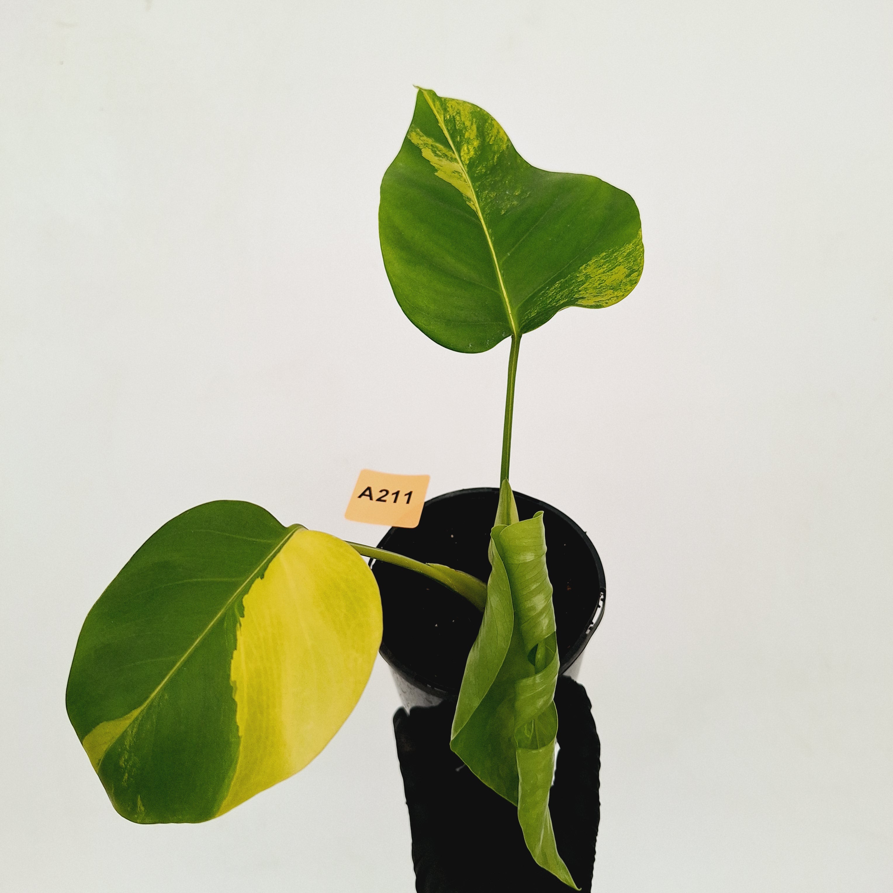 Monstera borsigiana &#39;Aurea&#39;