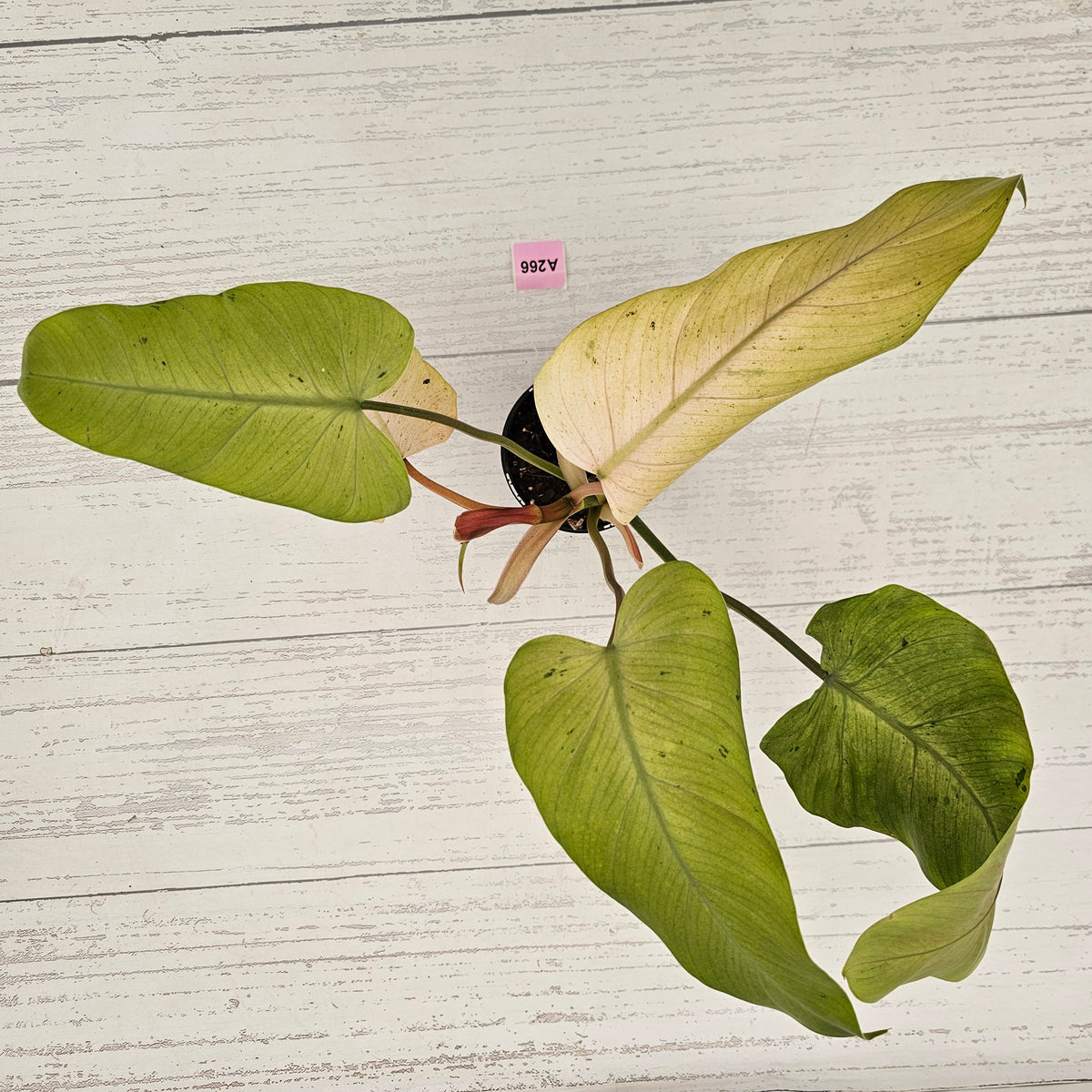 Philodendron  'Whipple Way' SALE