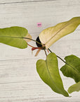 Philodendron  'Whipple Way' SALE