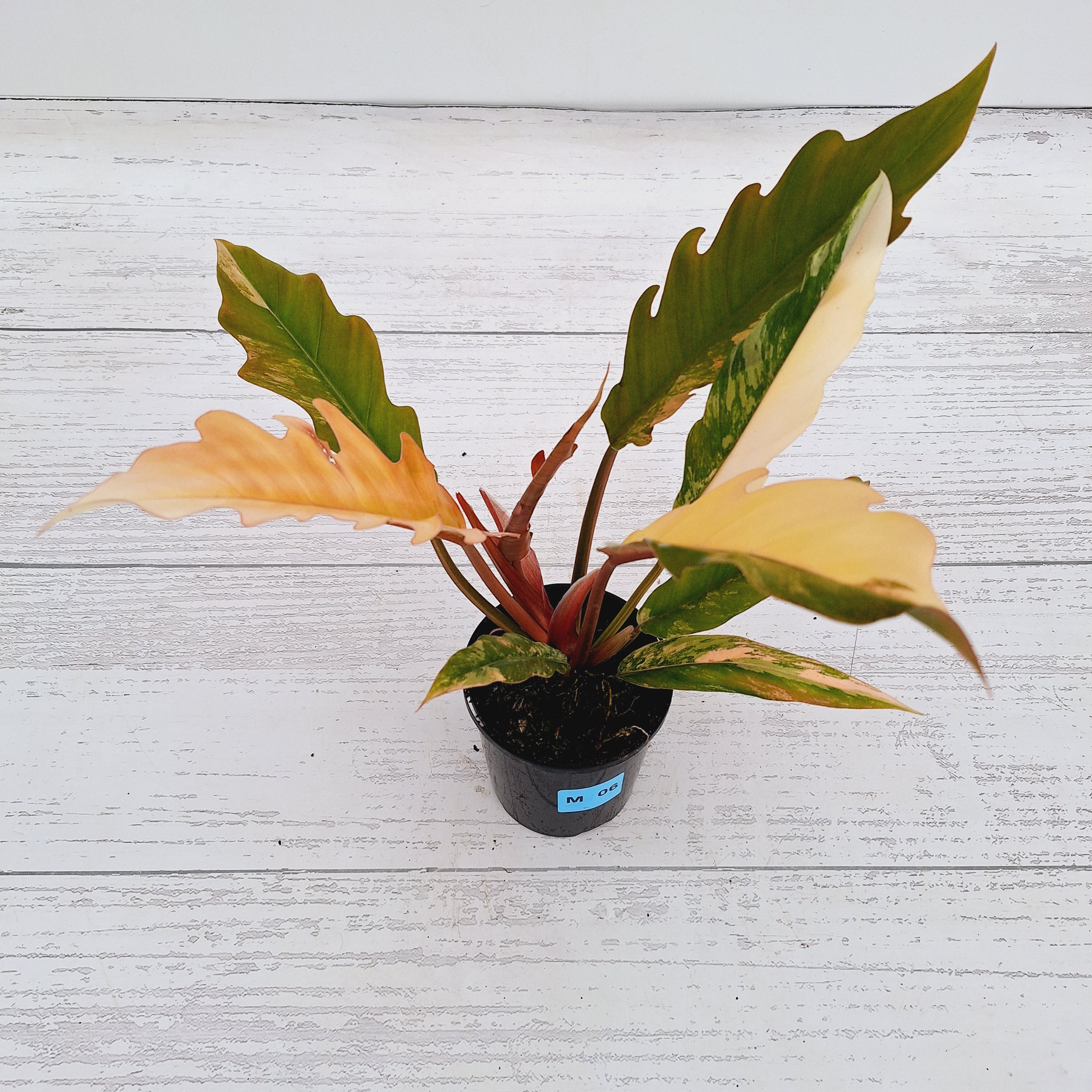 Philodendron serratum Caramel Marble