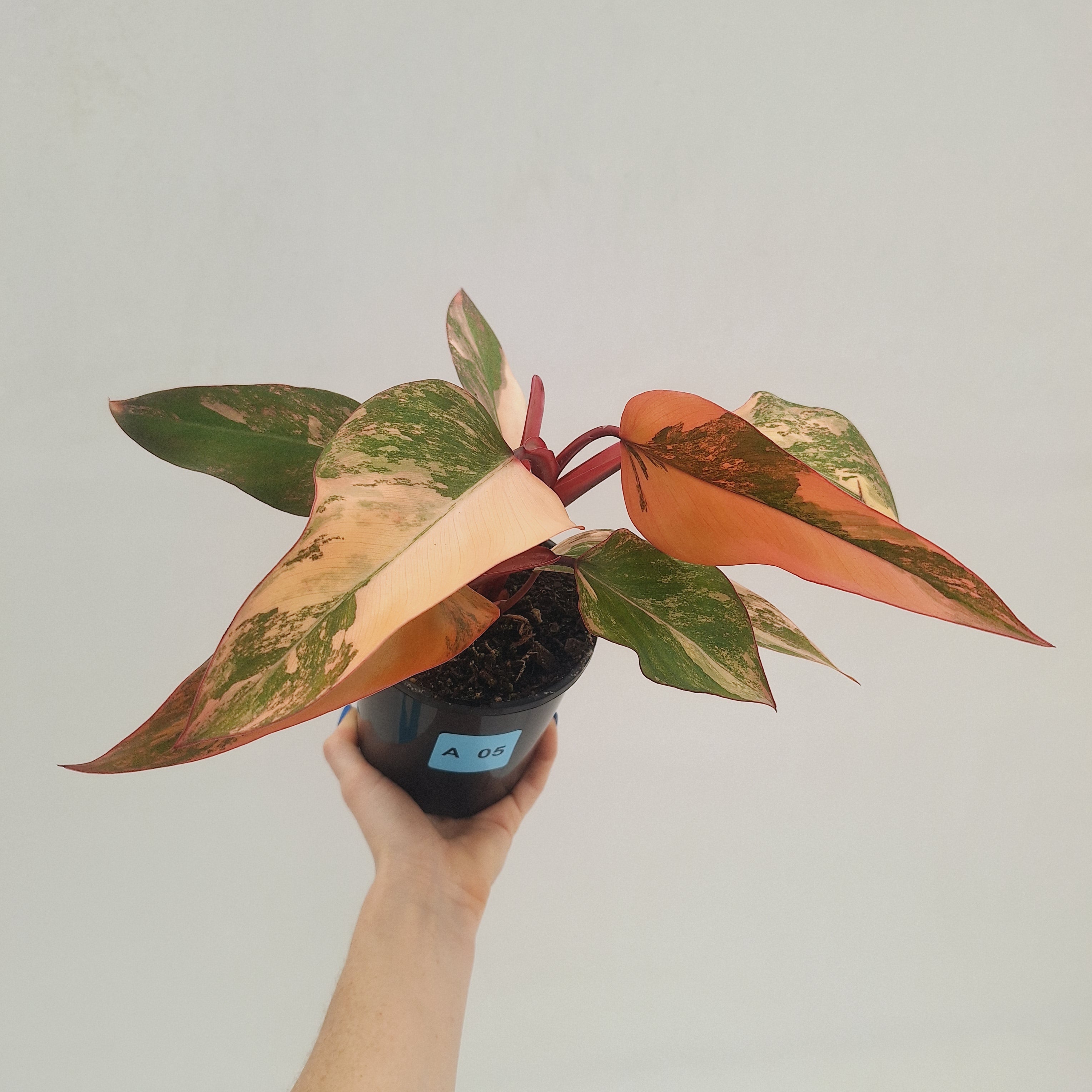 Philodendron erubescens Strawberry Shake - SALE