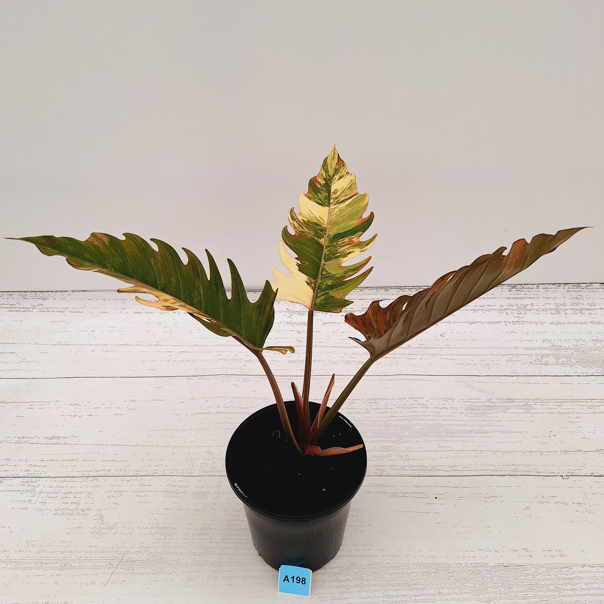 Philodendron serratum 'Caramel Marble' -flash sale