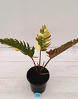 Philodendron serratum 'Caramel Marble' -flash sale