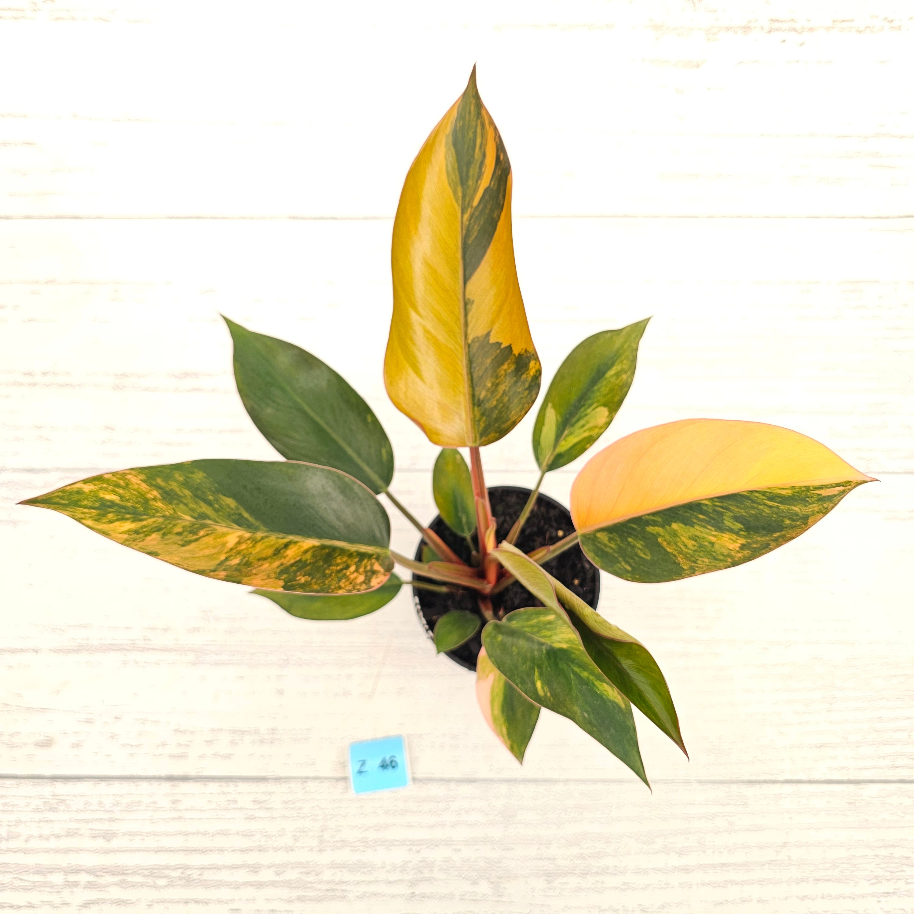 Philodendron 'Rojo Congo Variegated' 125mm