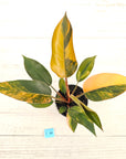 Philodendron 'Rojo Congo Variegated' 125mm