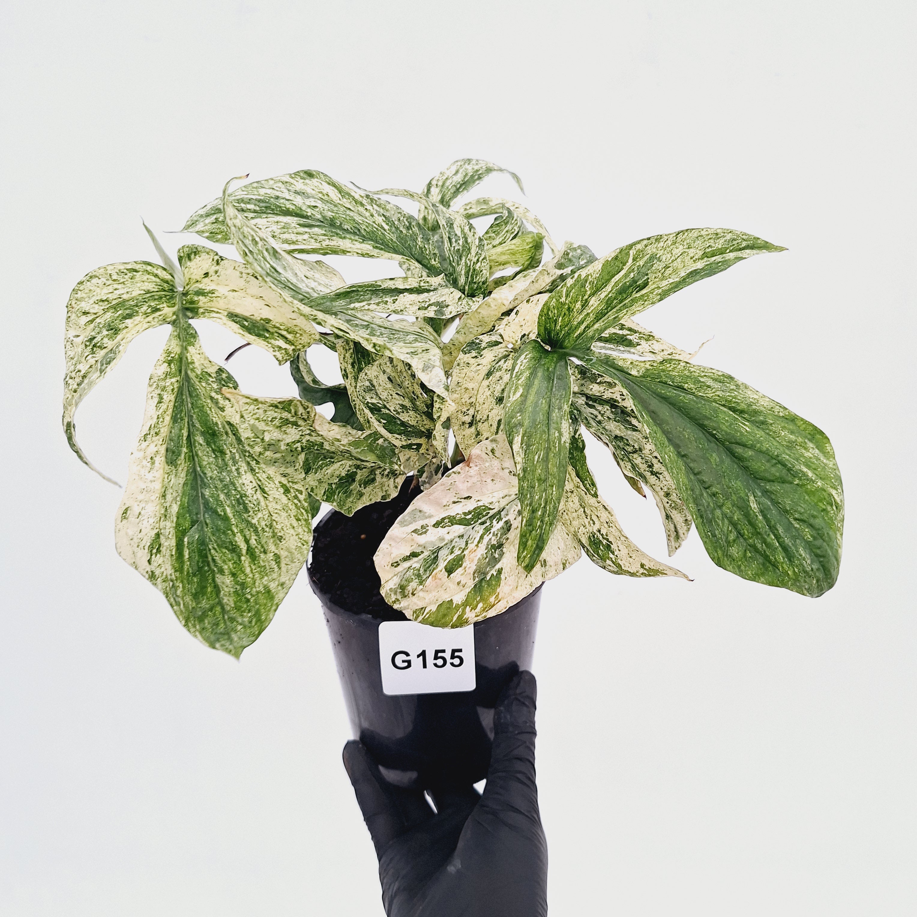Amydrium medium Variegata