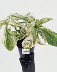 Amydrium medium Variegata
