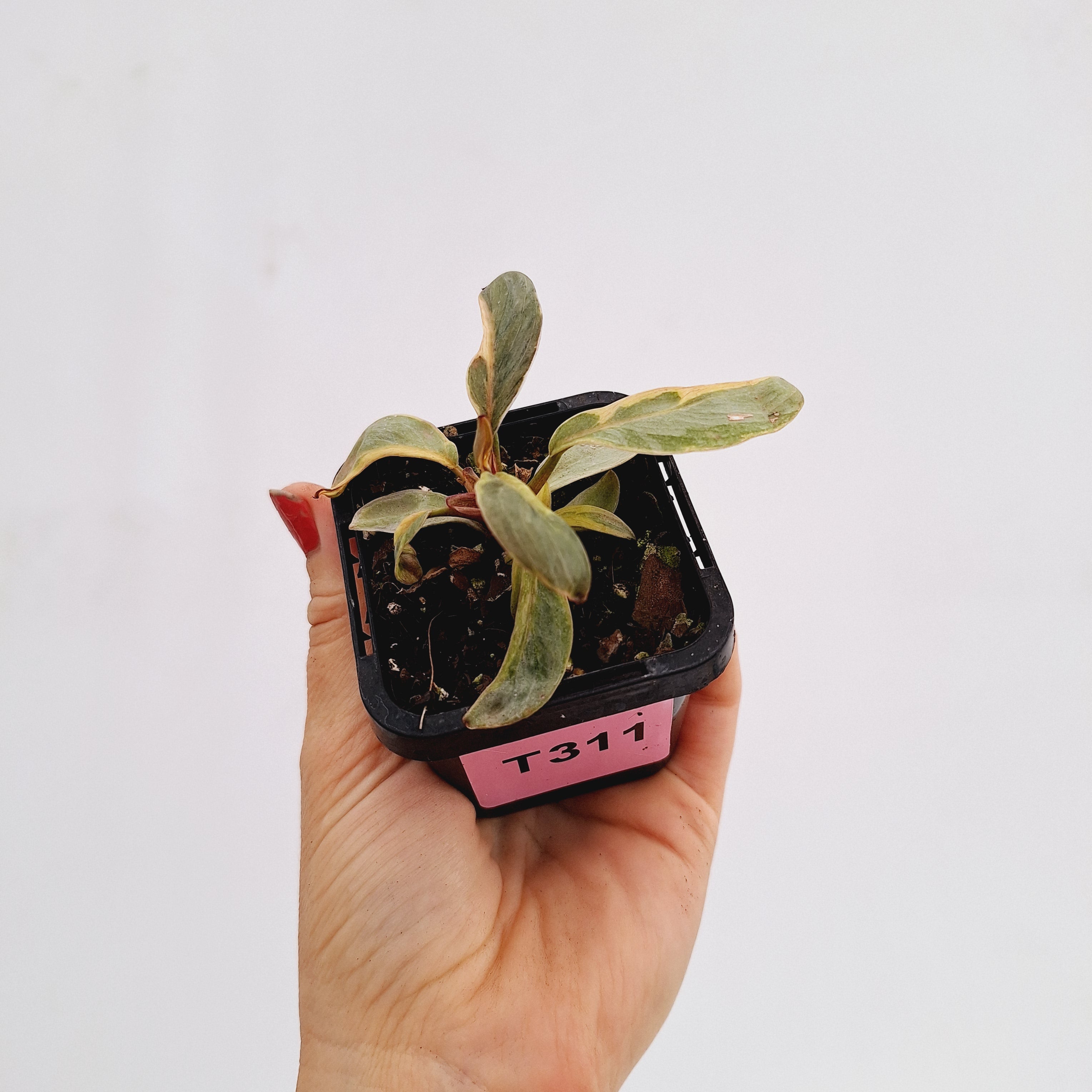 Philodendron &#39;Orange Princess&#39;