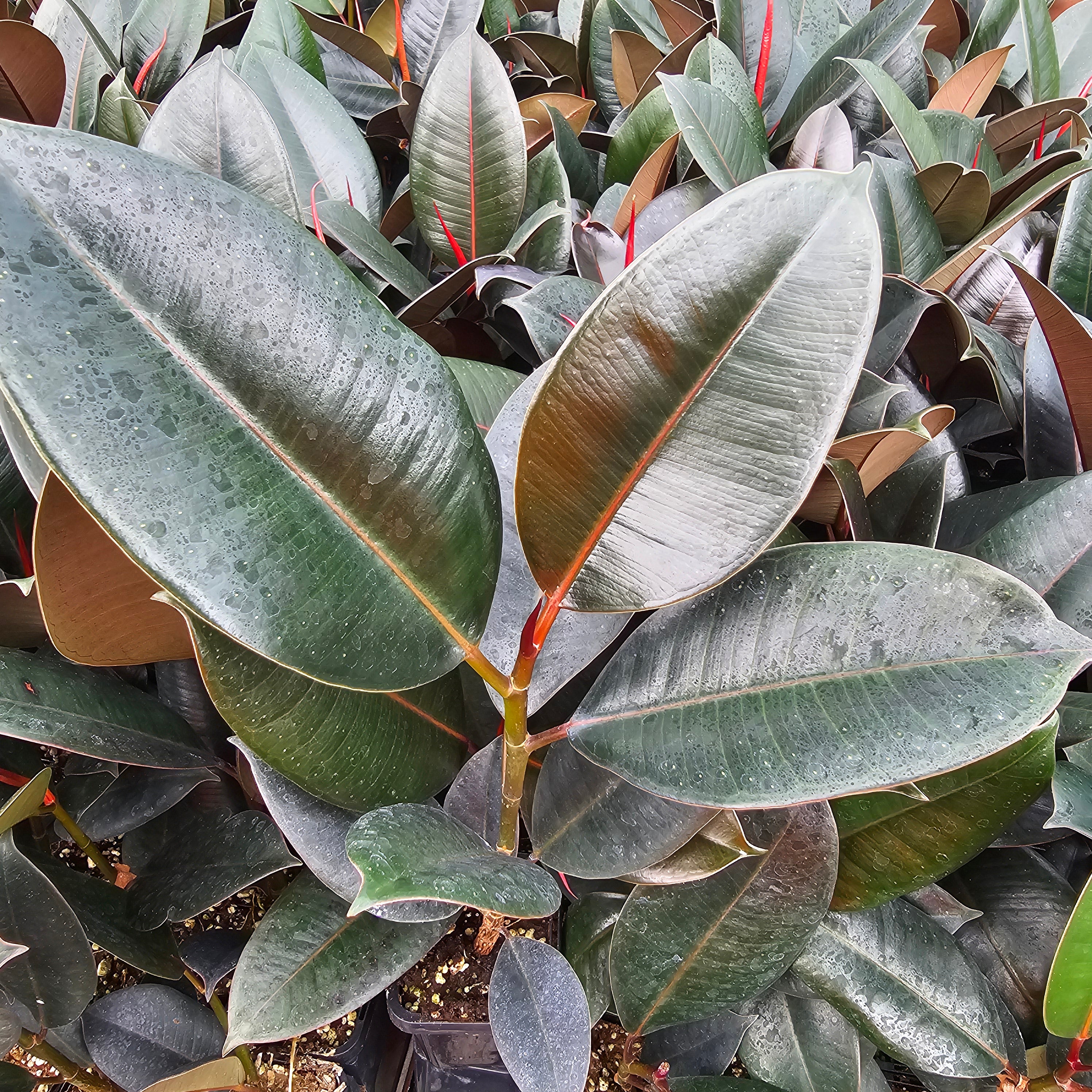 Ficus elastica Burgandy