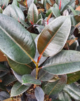 Ficus elastica Burgandy
