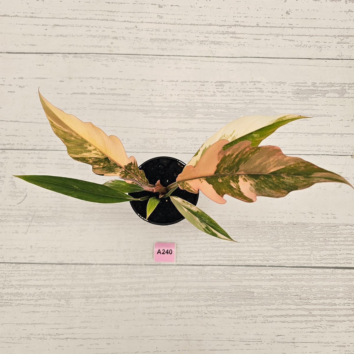 Philodendron serratum 'Caramel Marble' -flash sale