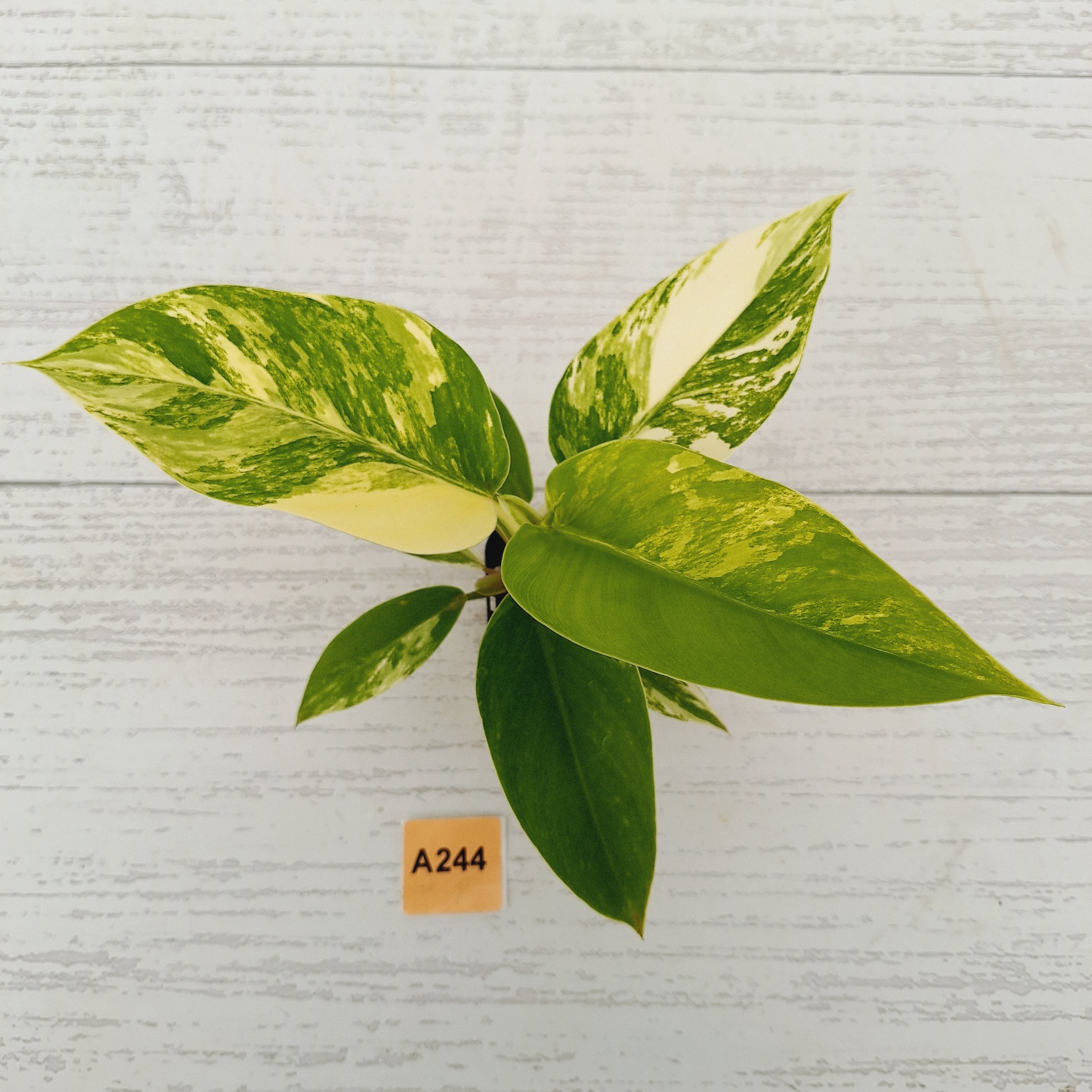 Philodendron imperial green variegata