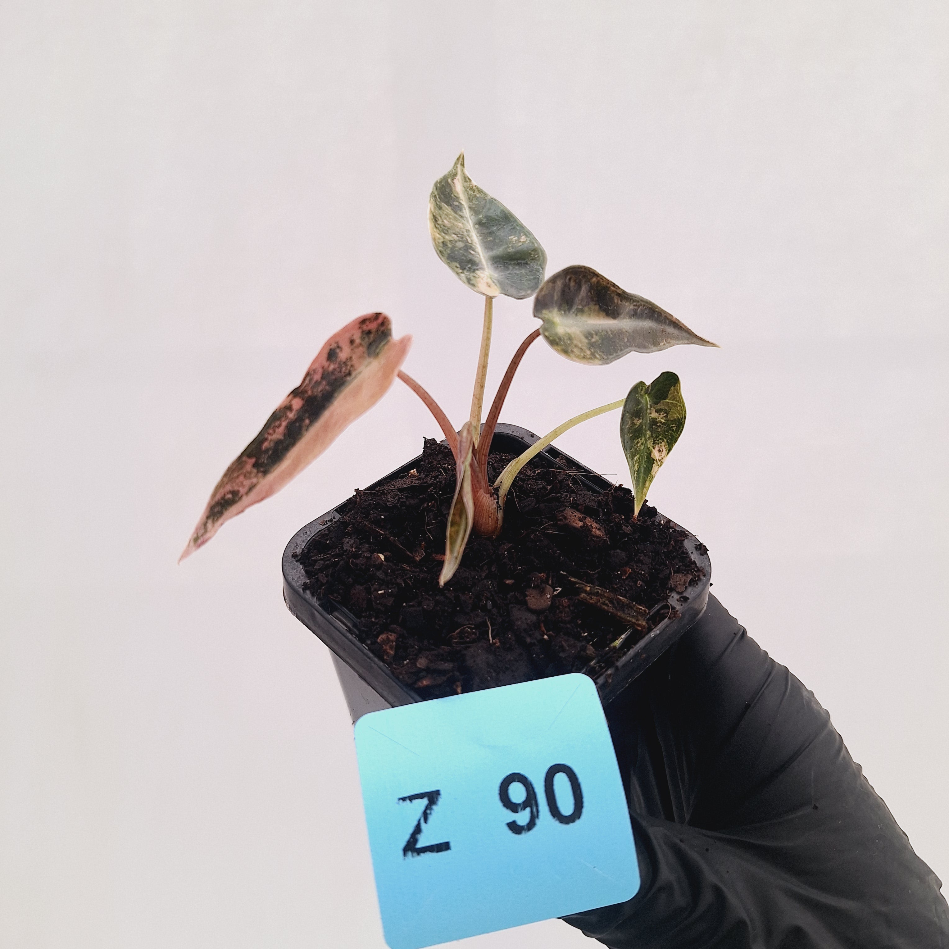 Alocasia Amazonica  bambino Variegata