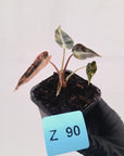 Alocasia Amazonica  bambino Variegata