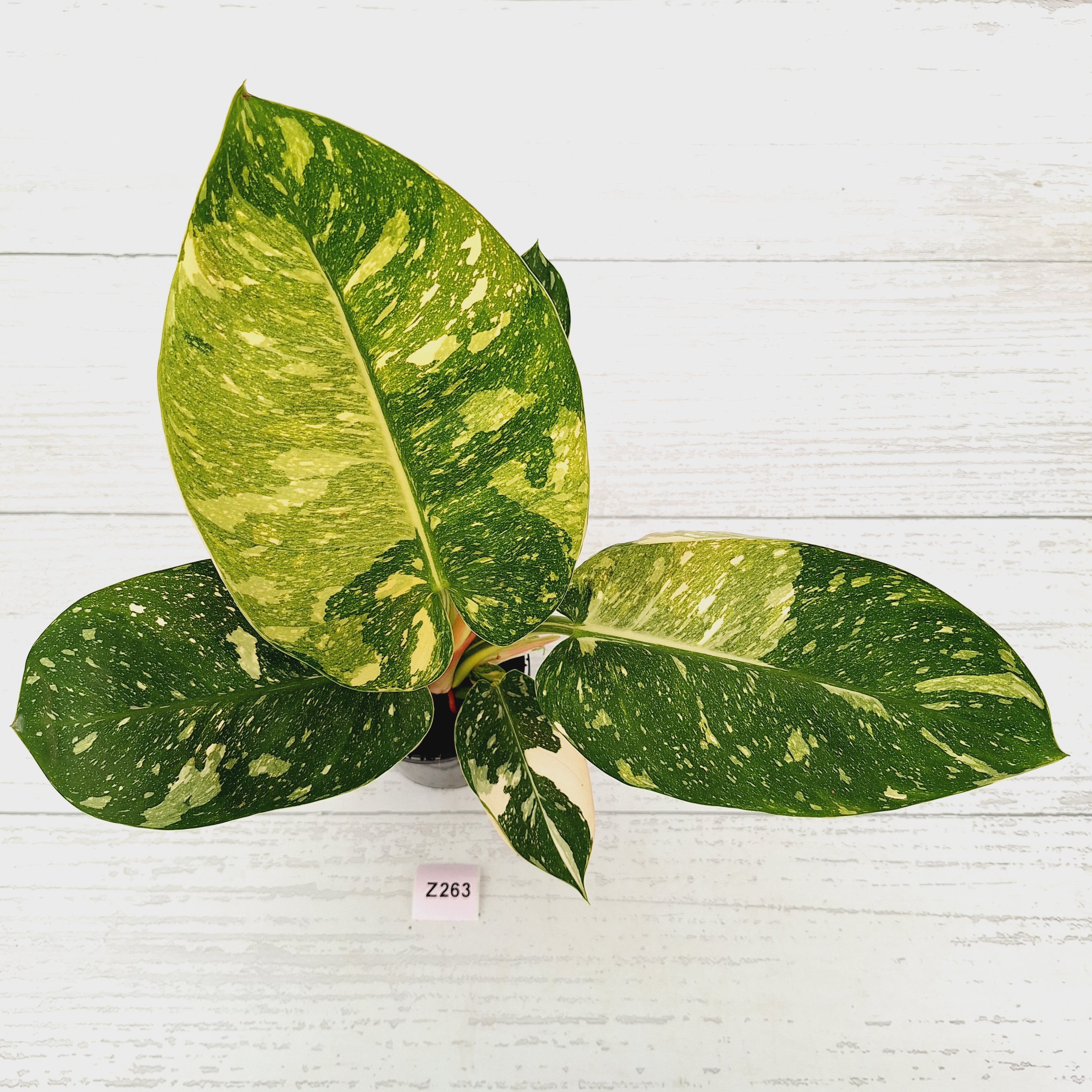 Philodendron Green Congo Variegata (Nuclear)