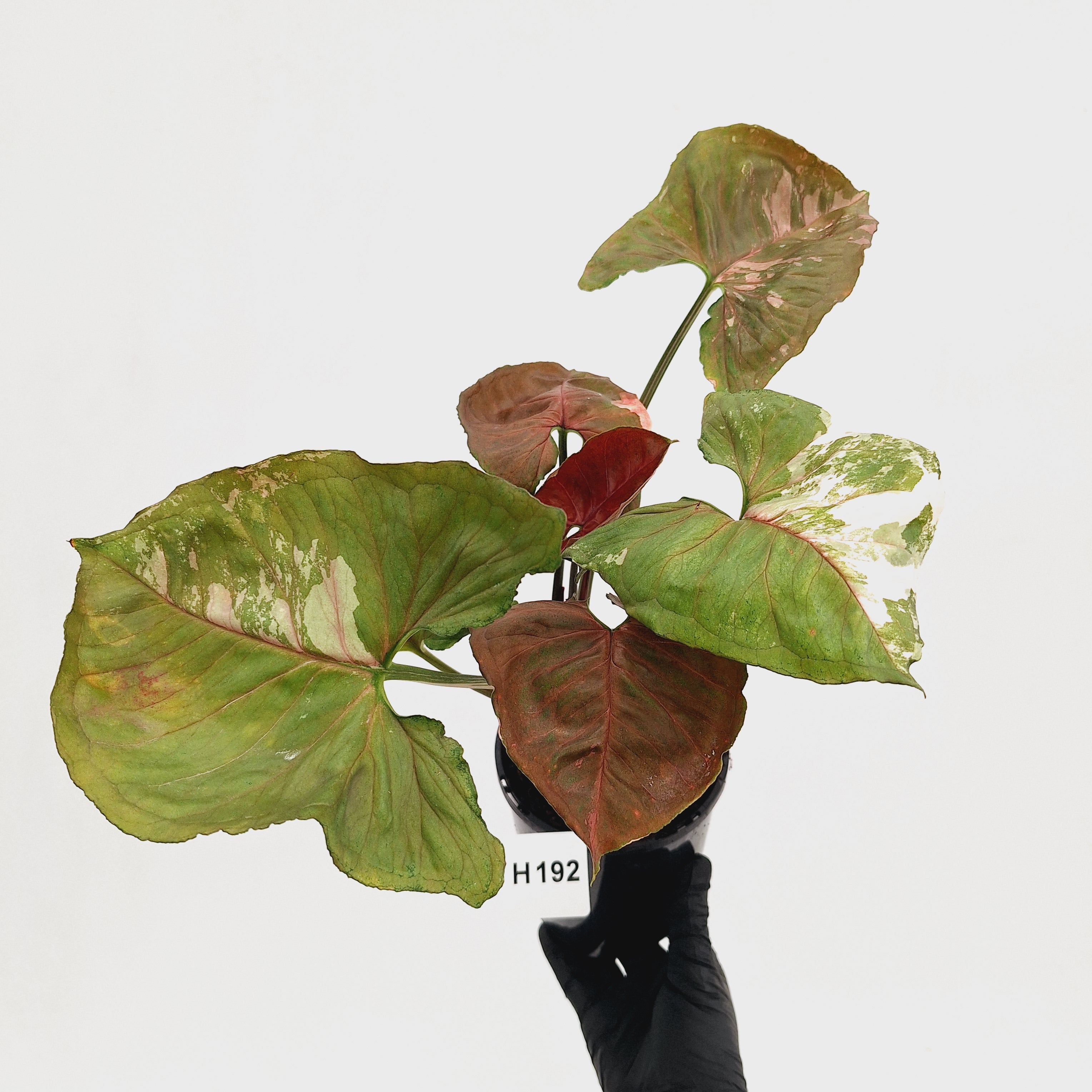Syngonium podophyllum ' Strawberry Ice Galaxy'