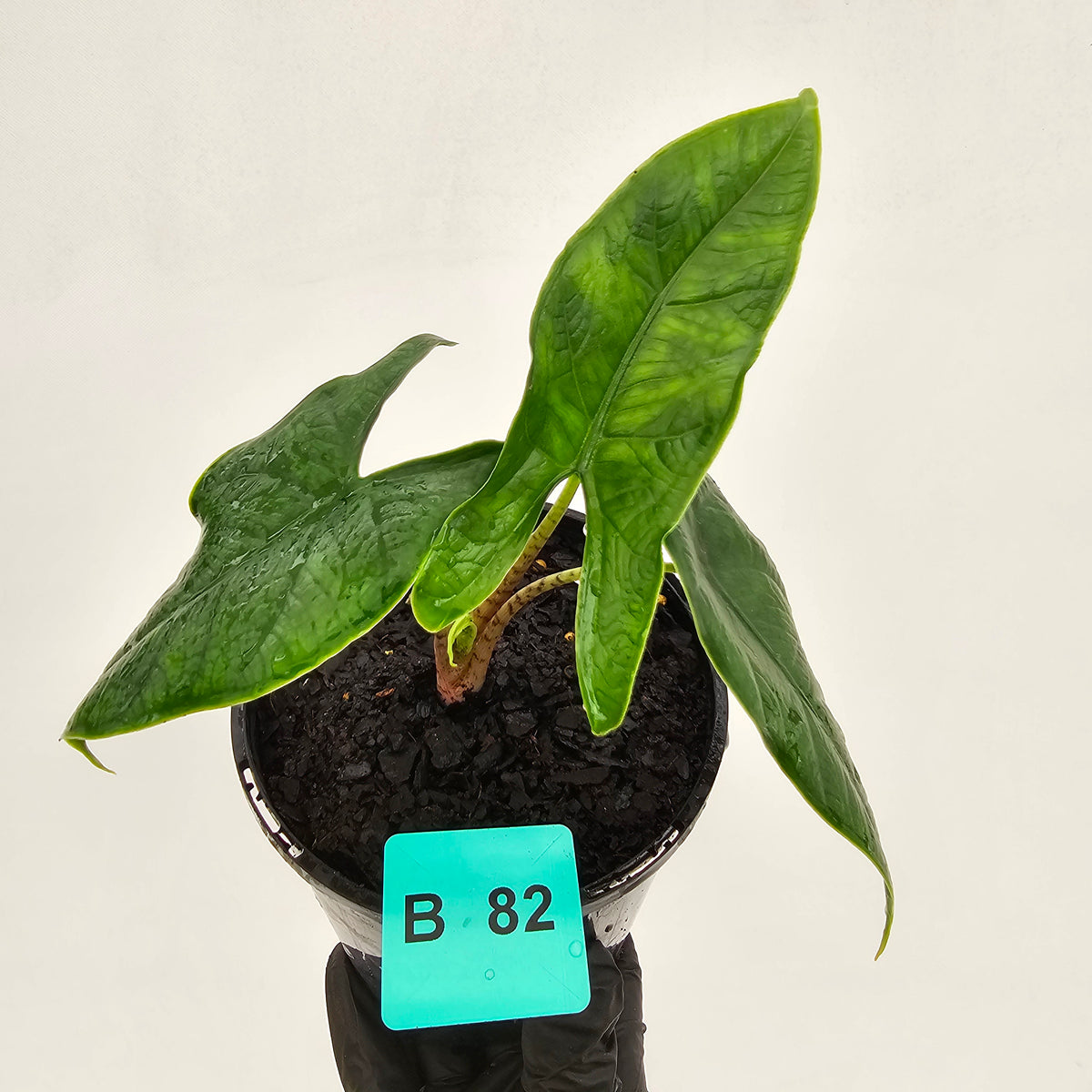 Alocasia sulawesi karpet