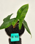 Alocasia sulawesi karpet