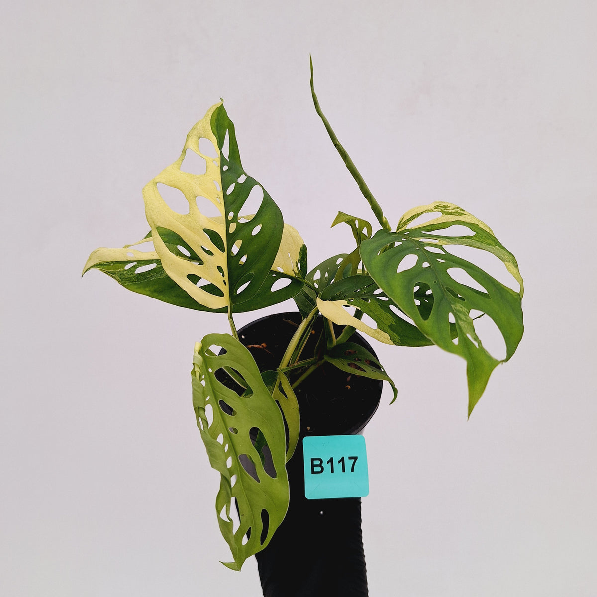 Monstera adansonii Variegata