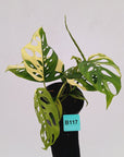 Monstera adansonii Variegata