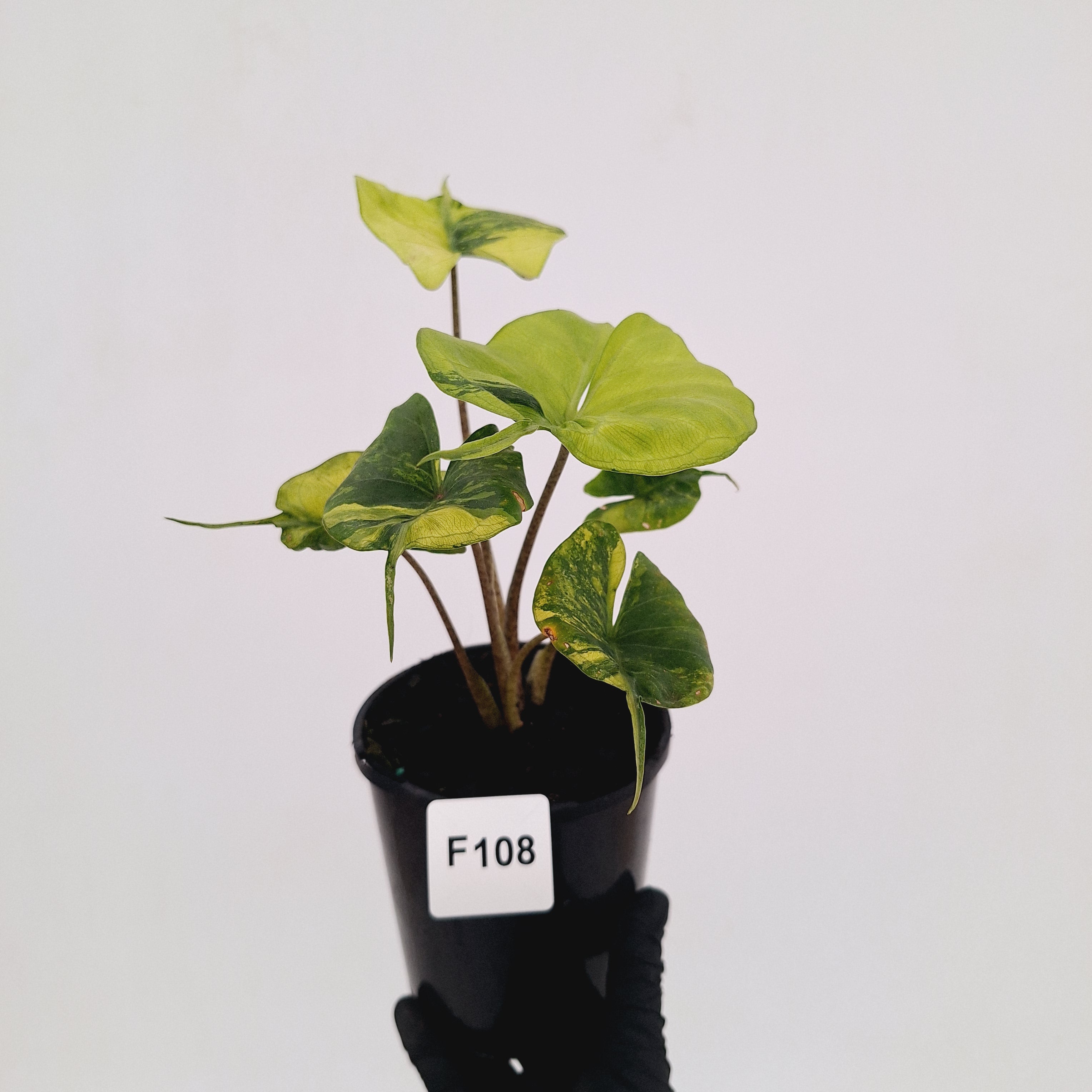 Alocasia macrorrhizos 'Stingray Aurea' Variegata