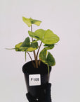 Alocasia macrorrhizos 'Stingray Aurea' Variegata