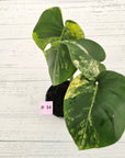 Monstera deliciosa Variegata