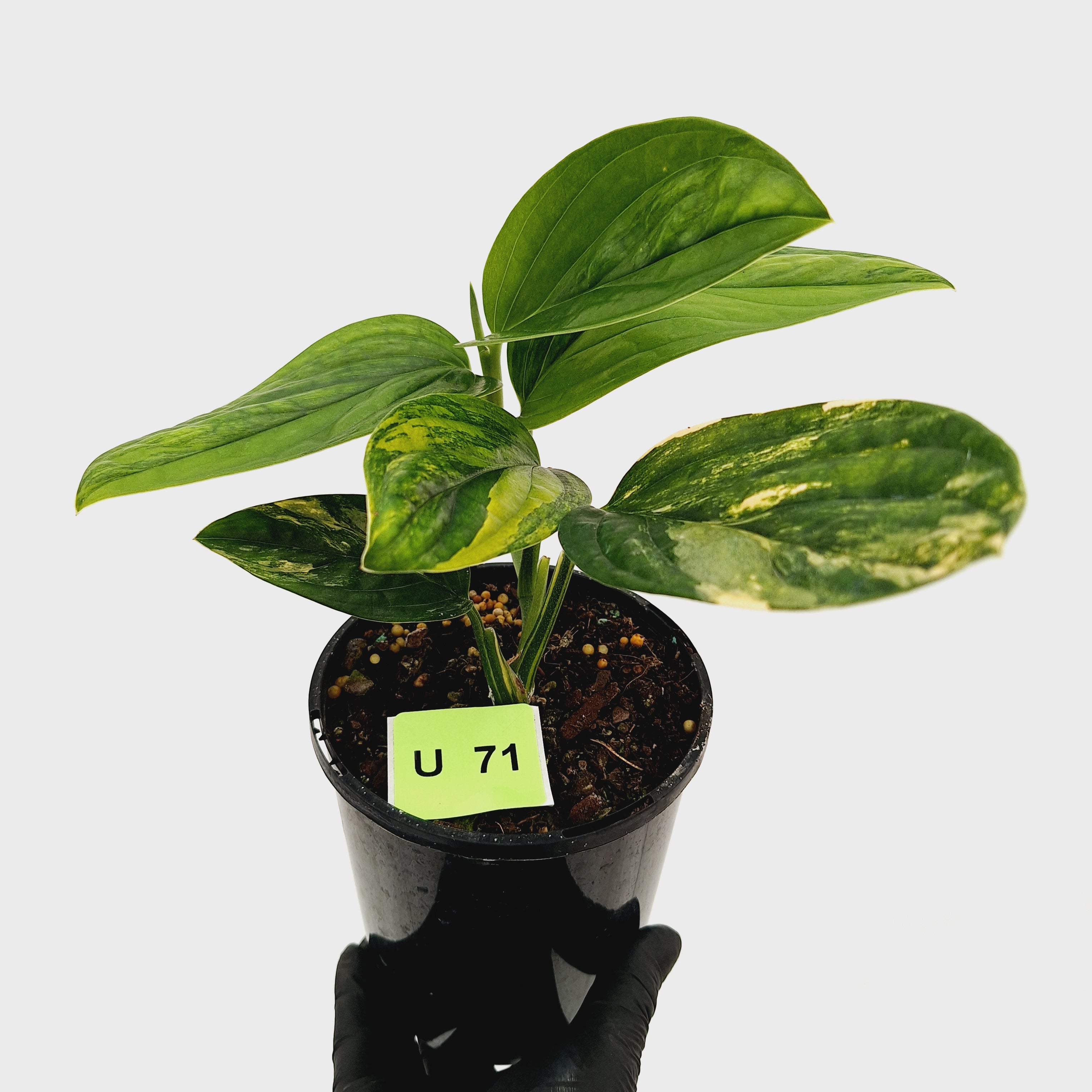 Monstera karstenianum &#39;Peru Variegata&#39;