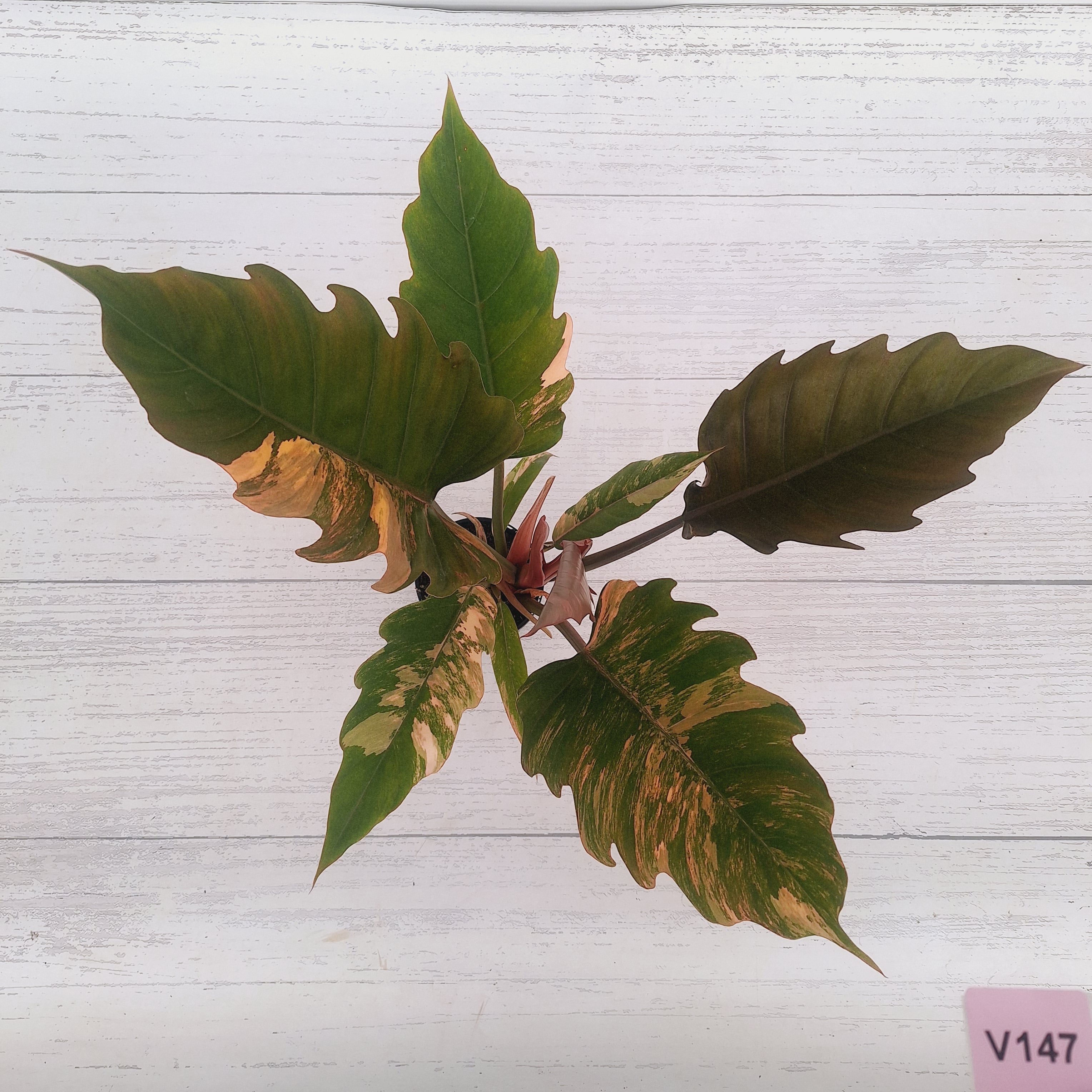 Philodendron serratum Caramel Marble