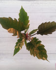 Philodendron serratum Caramel Marble