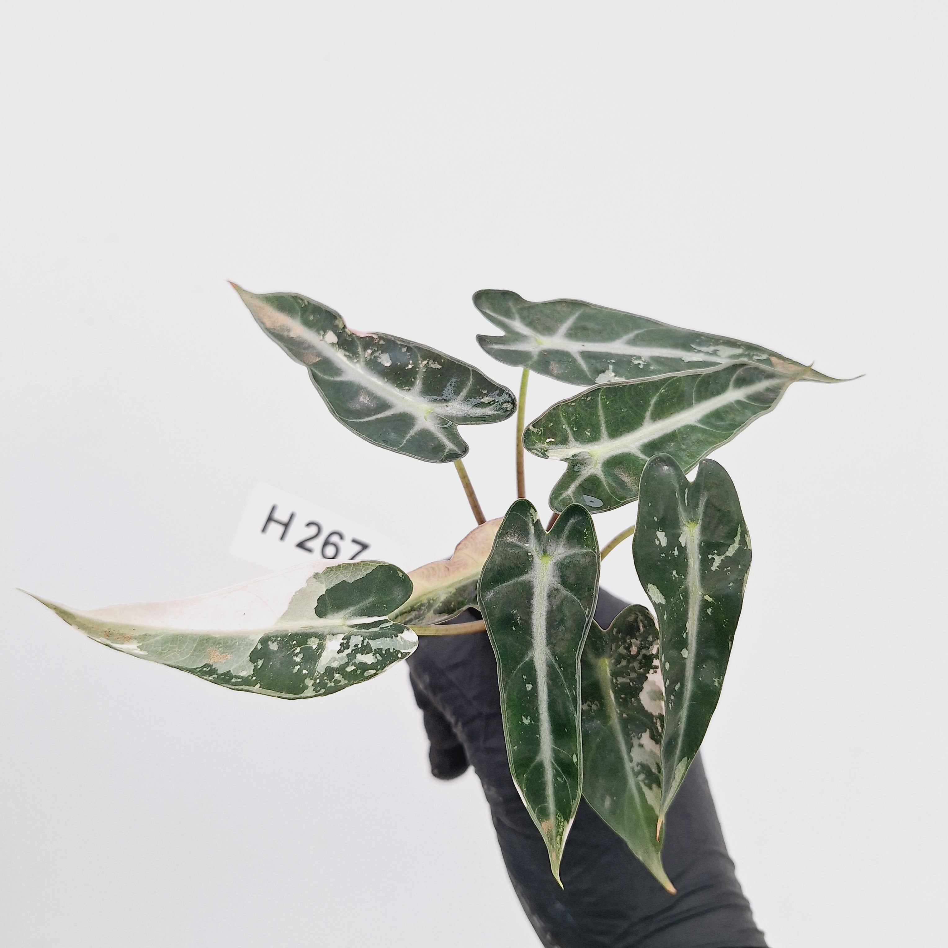 Alocasia Amazonica  bambino Variegata - Bare Bottom Baby - SALE