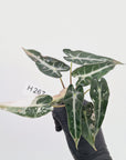 Alocasia Amazonica  bambino Variegata - Bare Bottom Baby - SALE