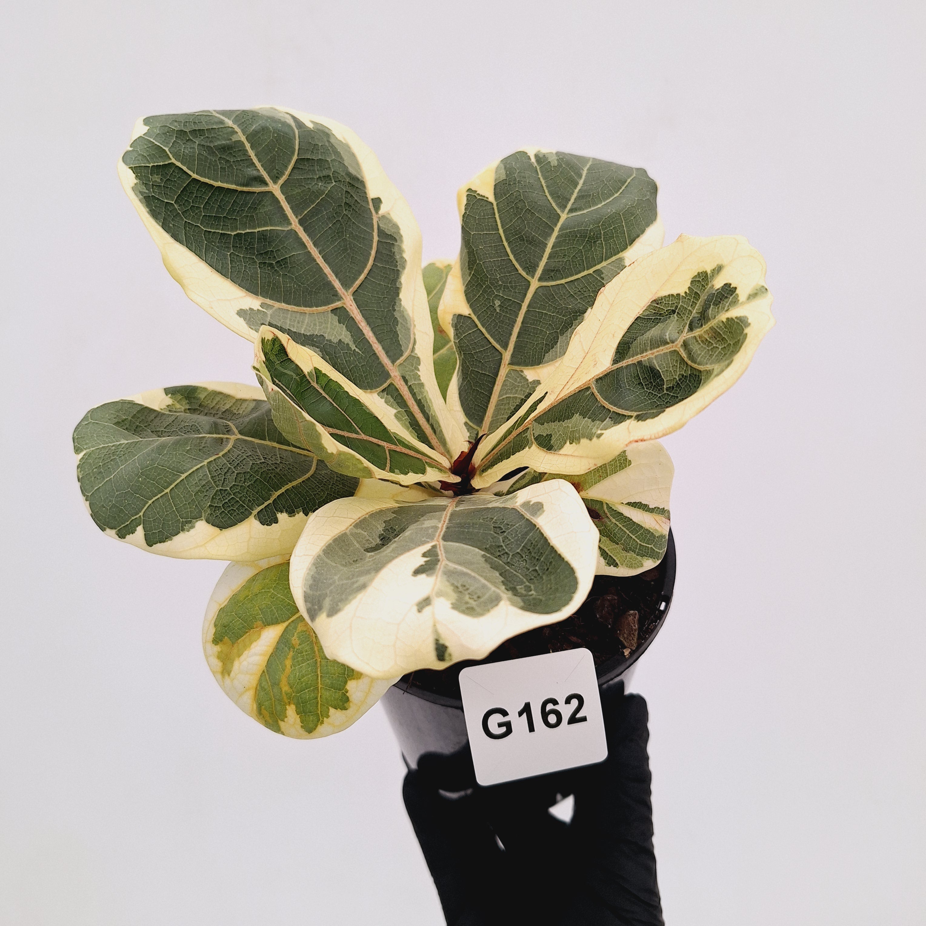 Ficus lyrata Variegata