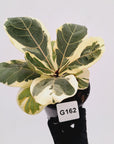 Ficus lyrata Variegata